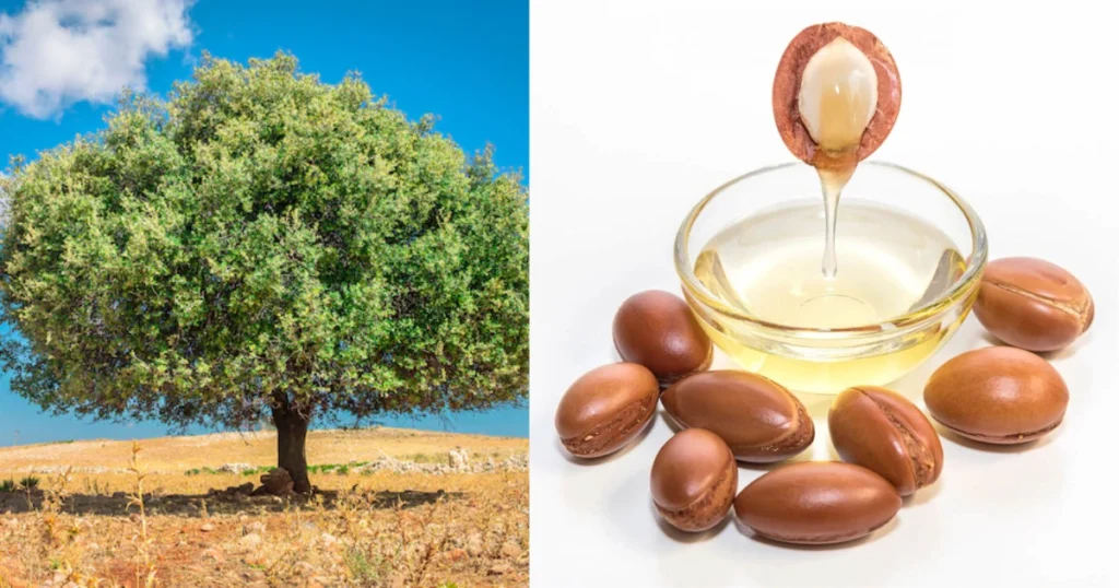 Argan Oil: Morocco’s Liquid Gold and Its Timeless Benefits