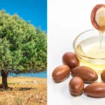 Argan Oil: Morocco’s Liquid Gold and Its Timeless Benefits